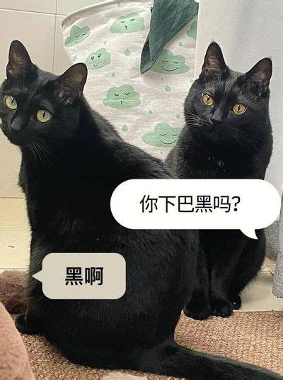 看到黑猫代表什么|出门看见猫是什么预兆 是凶兆还是吉兆？